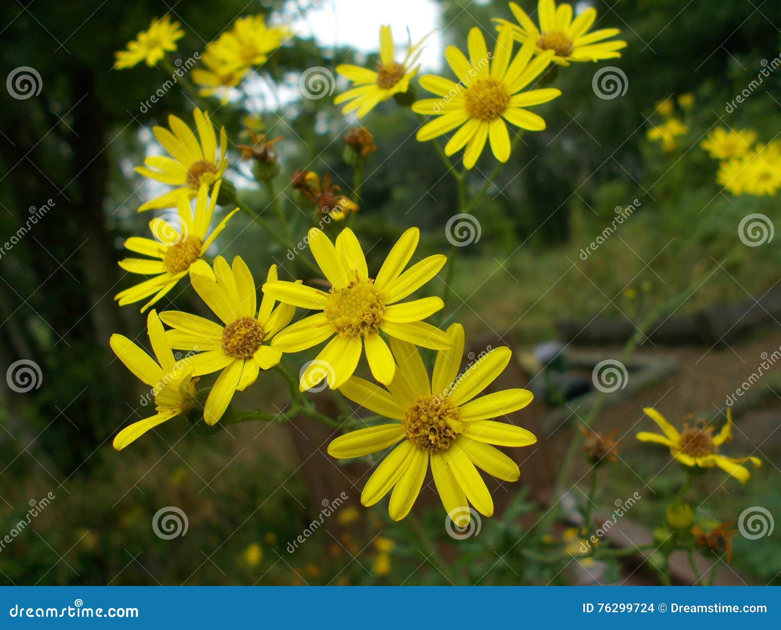 euryops pectinatus, yellow bush daisy